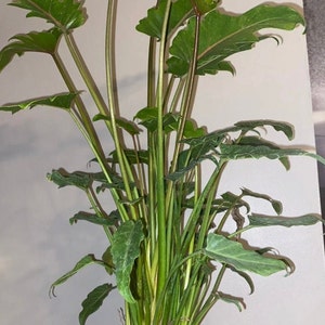 Philodendron Xanadu bare root image 1