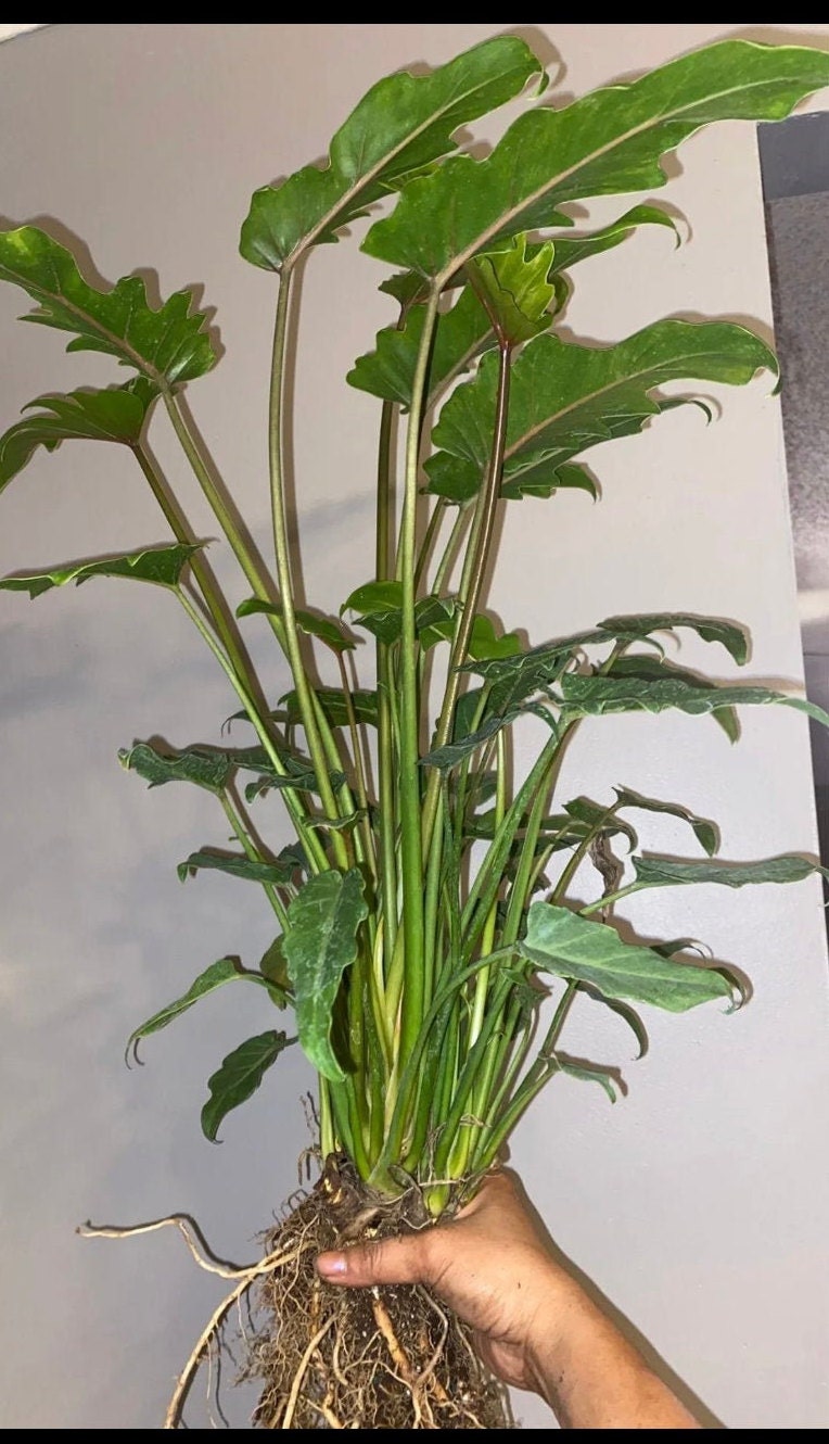 Philodendron Xanadu Wurzelende - Etsy.de