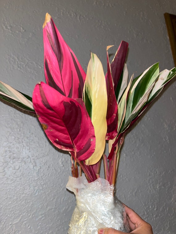 Stromanthe Triostar Sanguinea Calathea Prayer Plant - Etsy