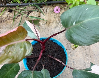 Pink princess philodendron rooted
