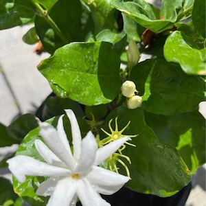 Jasmine plant white flower 1 gallon may not be blooming when I send.all sales are final no return or exchange