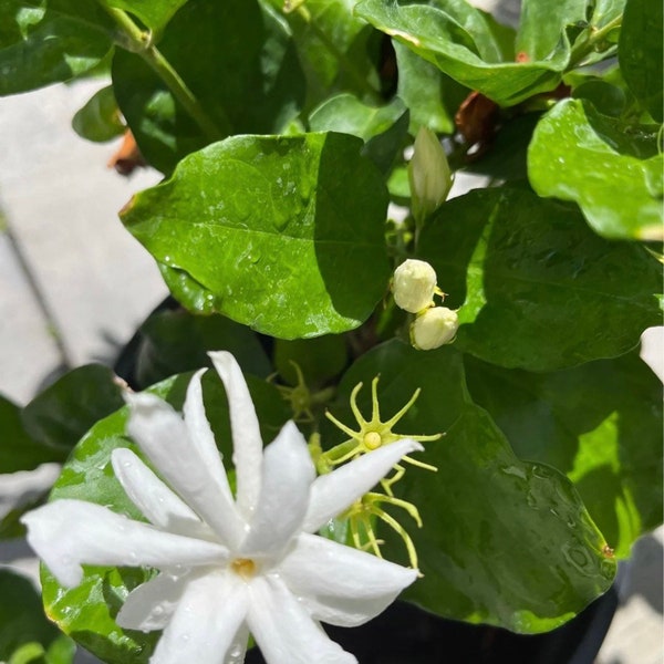 Jasmine Plant Etsy