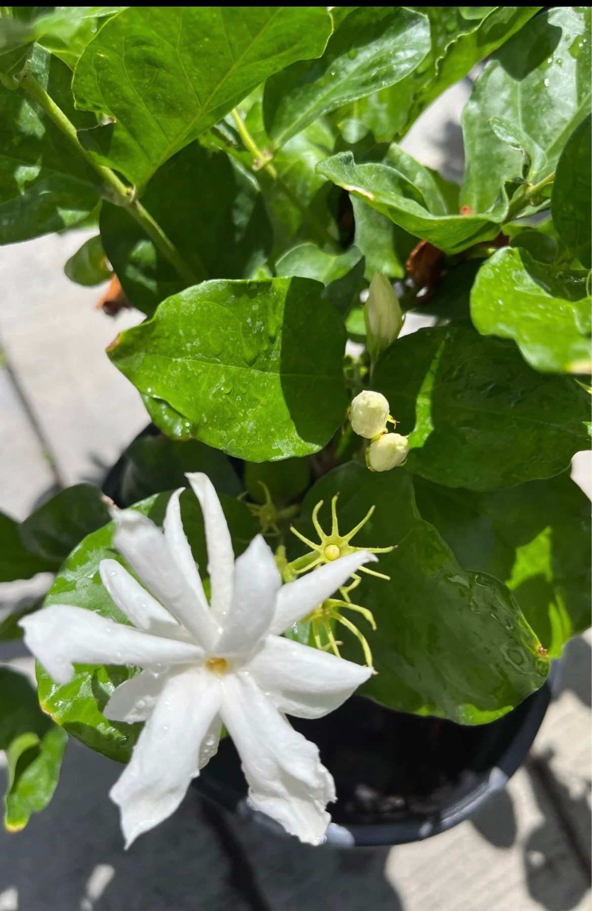 Jasmine plant white flower 1 gallon may not be blooming when I send.all sales are final no return or exchange