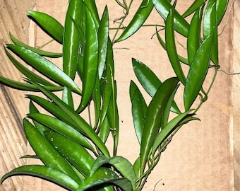Hoya Wayetti plant Sending (3) rooted lots of node to propagate.