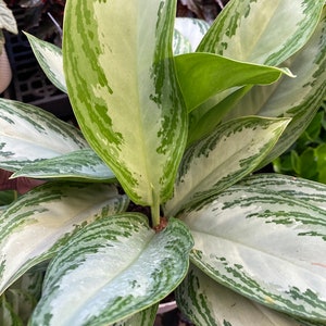 Silver aglaonema Chinese evergreen beautiful image 1