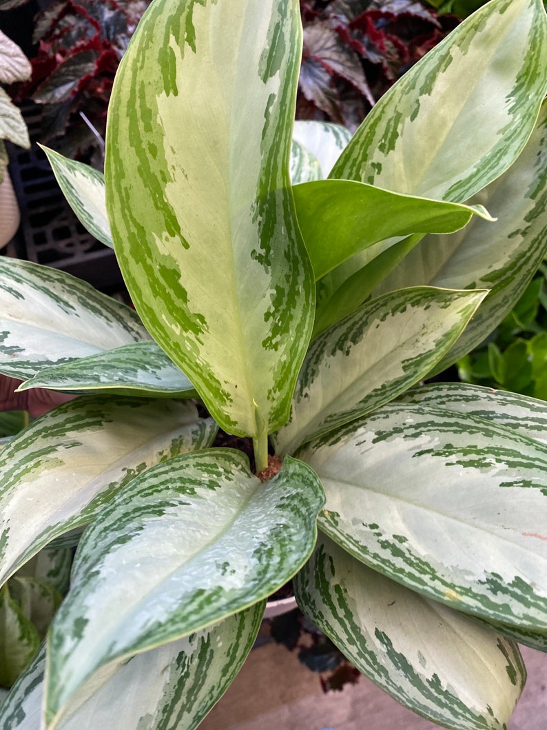 Silver aglaonema Chinese evergreen beautiful image 1