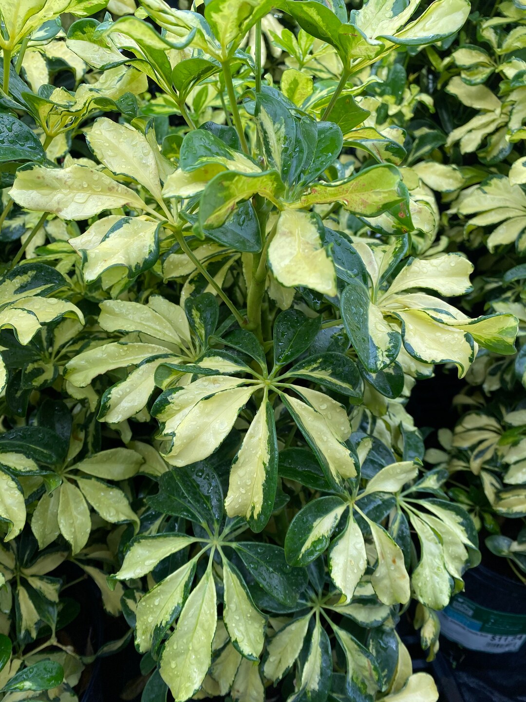 Arboricola Umbrella Plant Good Luck Plant Etsy