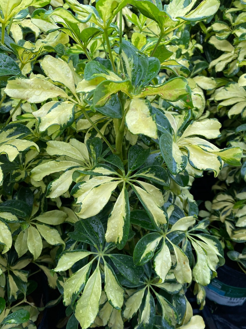 Arboricola Umbrella Plant Good Luck Plant Etsy