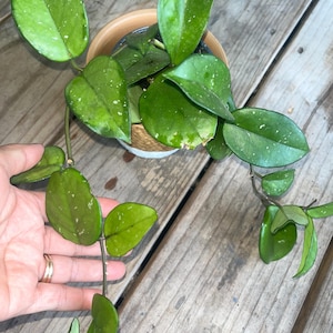 Freckled splash hoya carnosa rooted