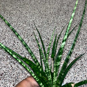 Snake plant