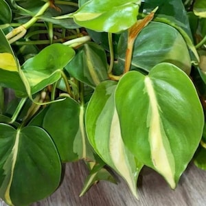 Variegated brasil philodendron plant