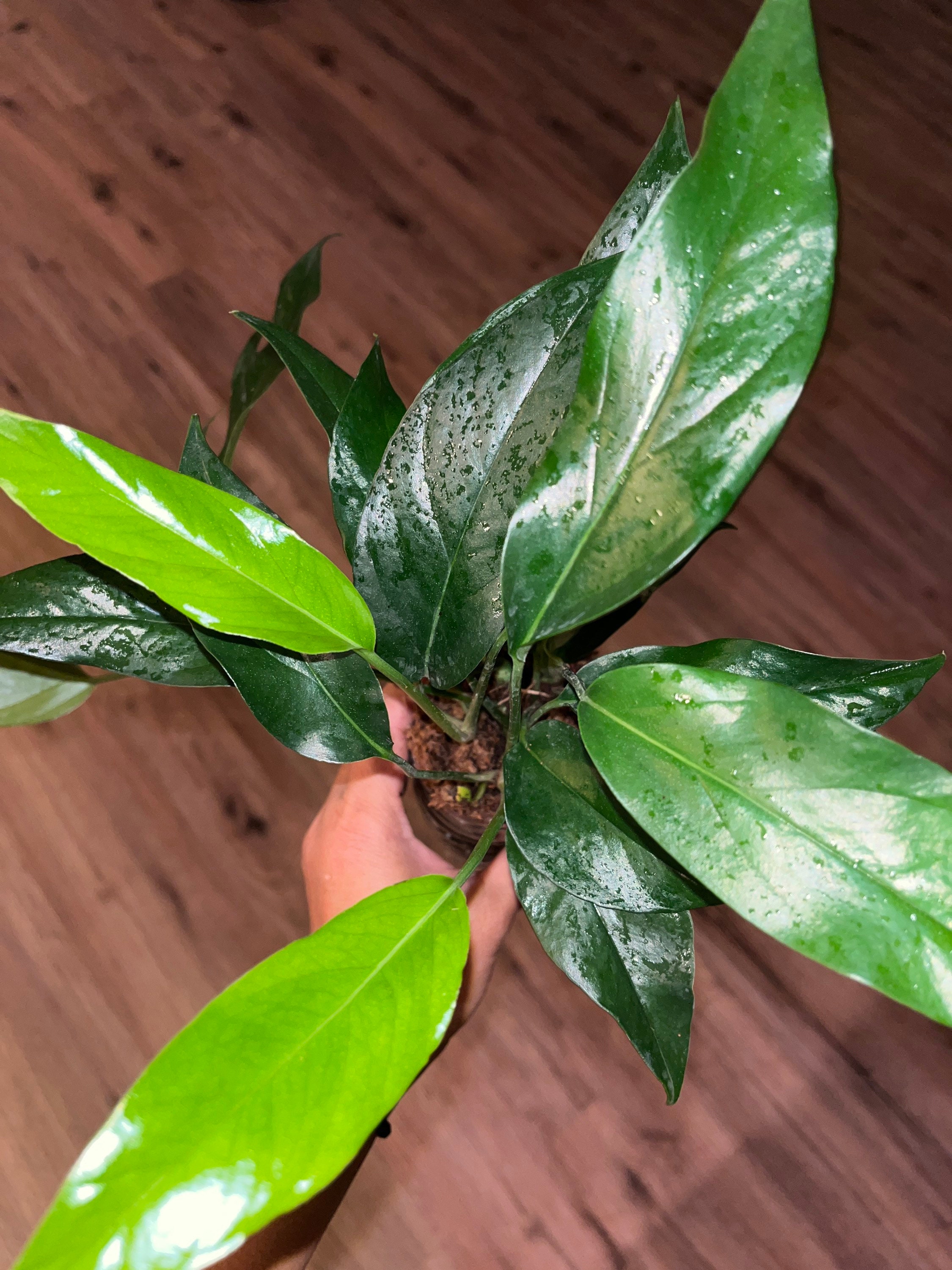 Baltic blue pothos - Etsy 日本