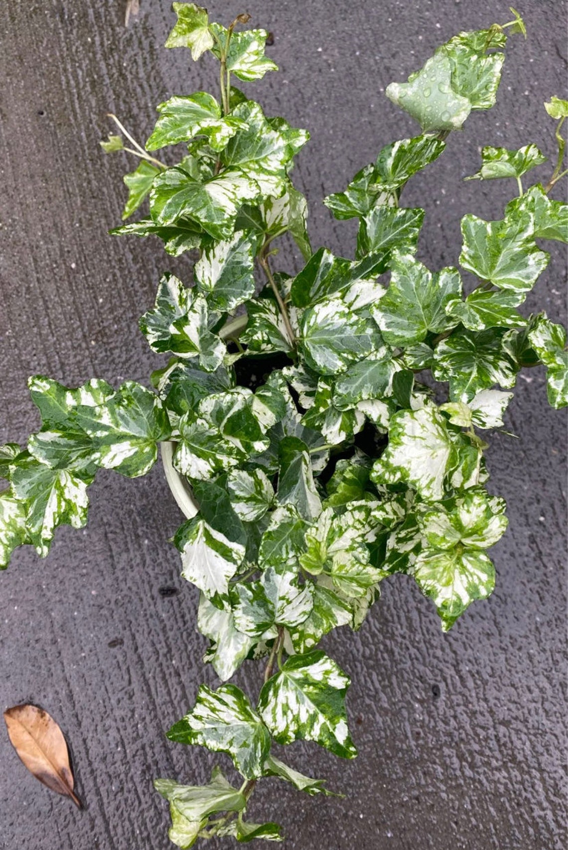 Mint Kolibri ivy live plants vine 3 pot All sales are final Etsy