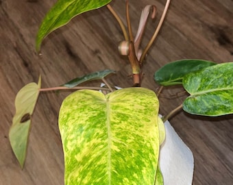 Philodendron painted lady rooted