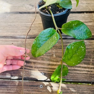 Freckled splash hoya carnosa rooted