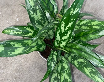 Maria aglaonema beautiful plant 6” pot