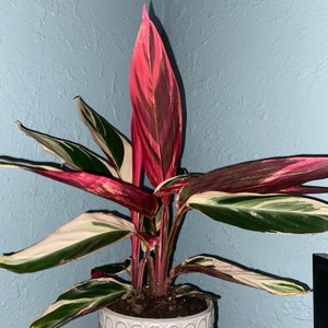 Stromanthe Triostar Sanguinea Calathea Gebetspflanze