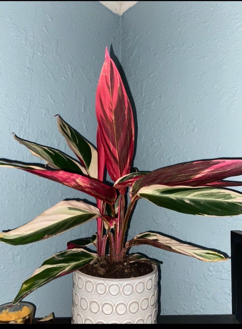 Stromanthe Triostar Sanguinea Calathea Prayer Plant