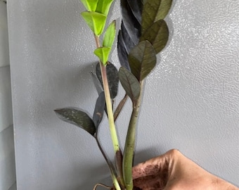 Black ZZ Raven Plant
