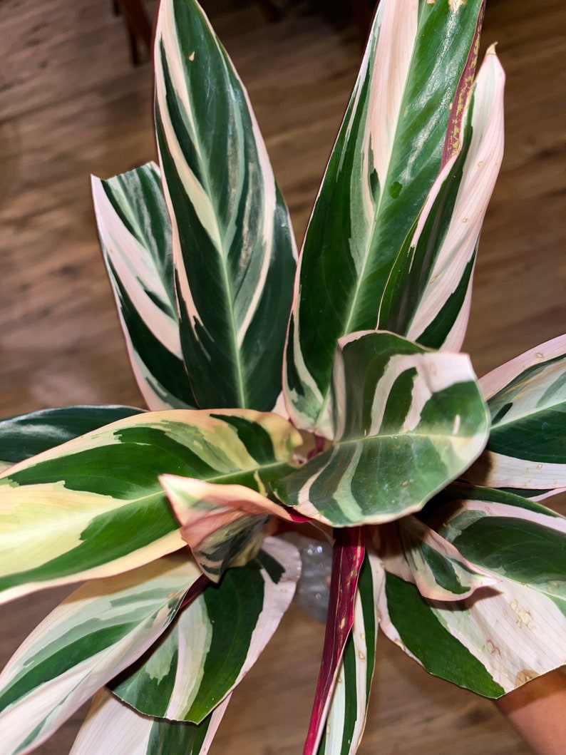 Stromanthe Triostar Sanguinea Calathea Prayer Plant - Thumbnail 2
