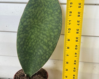 Sansevieria whalefin rooted plant