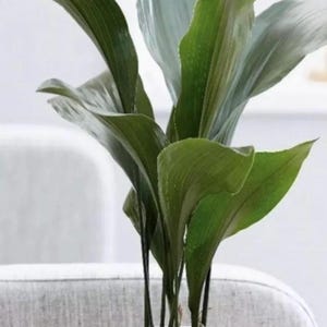 Cast iron plant rooted in 1 gallon pot