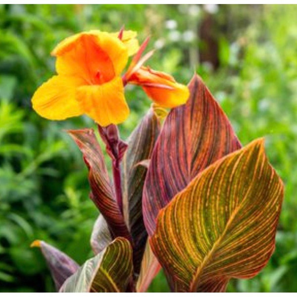 Tropicana canna lily plant orange