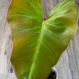 Very hard to find rare anderaon red philodendron aka red emerald  climbing aroid philodendron