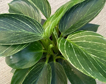 Birkin variegated plant 6” pot beautiful plant