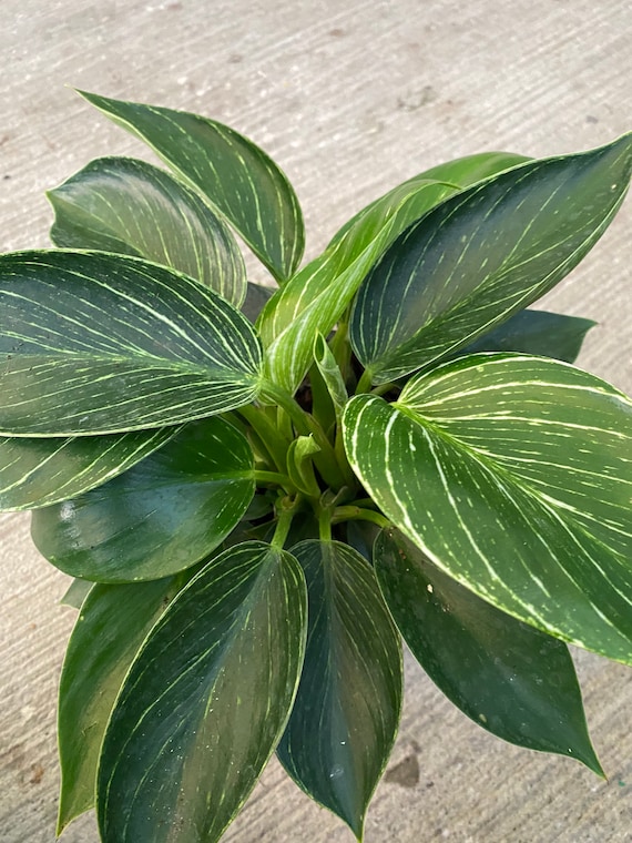 epipremnum pinnatum marble variegata pflege Epipremnum pinnatum 'Marble Variegata' – Secret Garden Plant Shop