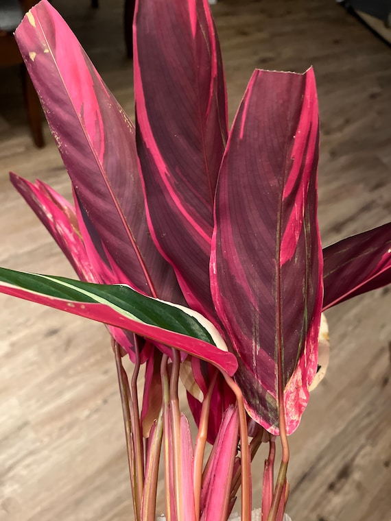 Stromanthe Triostar Sanguinea Calathea Prayer Plant - Etsy