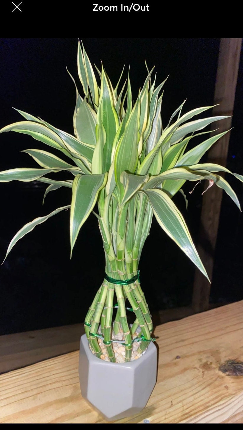 Rare Variegated Lucky Bamboo - Etsy