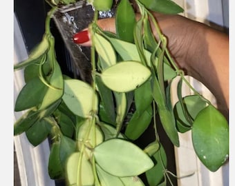 Hoya Bilobata Wax Plant rooted