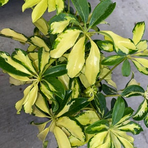 Arboricola trinette umbrella tree