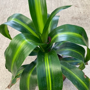 Dracaena rooted indoor outdoor shade