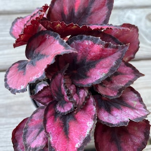 Rex begonia beautiful plant 3” pot