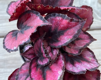 Rex begonia beautiful plant 3” pot