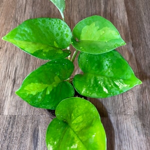 Rare Global pothos plant