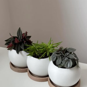 Triple Planter with Drainage Tray | Modern Succulent Planter | Minimalist Indoor Plant Pot | 3D Printed Home Décor | Three Pot Planter