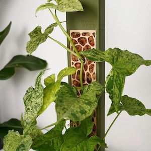 May include: A variegated Syngonium plant climbing a vertical olive green Moss Buddy support pole. The pole features a central panel with a laser-cut honeycomb pattern revealing brown moss inside. The plant has arrow-shaped green and cream leaves.