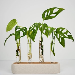May include: A propagation station featuring four clear glass test tubes held upright in a rectangular, textured, off-white base. Each tube contains water and a green plant cutting with visible roots, including leaves with natural fenestrations.