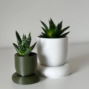May include: Two small succulent plants in rounded pots. One plant is in a dark olive green pot with a matching circular base, and the other is in a white pot with a matching white circular base. The plants have pointed, thick green leaves.