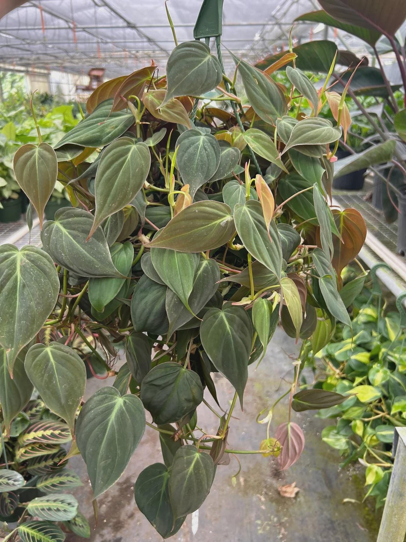 Philodendron micans - Etsy 日本
