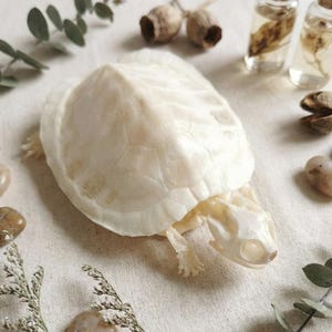 May include: A bleached white turtle skeleton with visible bone structure. The turtle is positioned on a neutral-toned surface, surrounded by small stones, sprigs of greenery, and small glass bottles with cork stoppers.