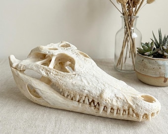 Echte alligator schedelbot taxidermie - curiosa exemplaar decor kunst naslagwerk voor onderwijs - ethisch verantwoord
