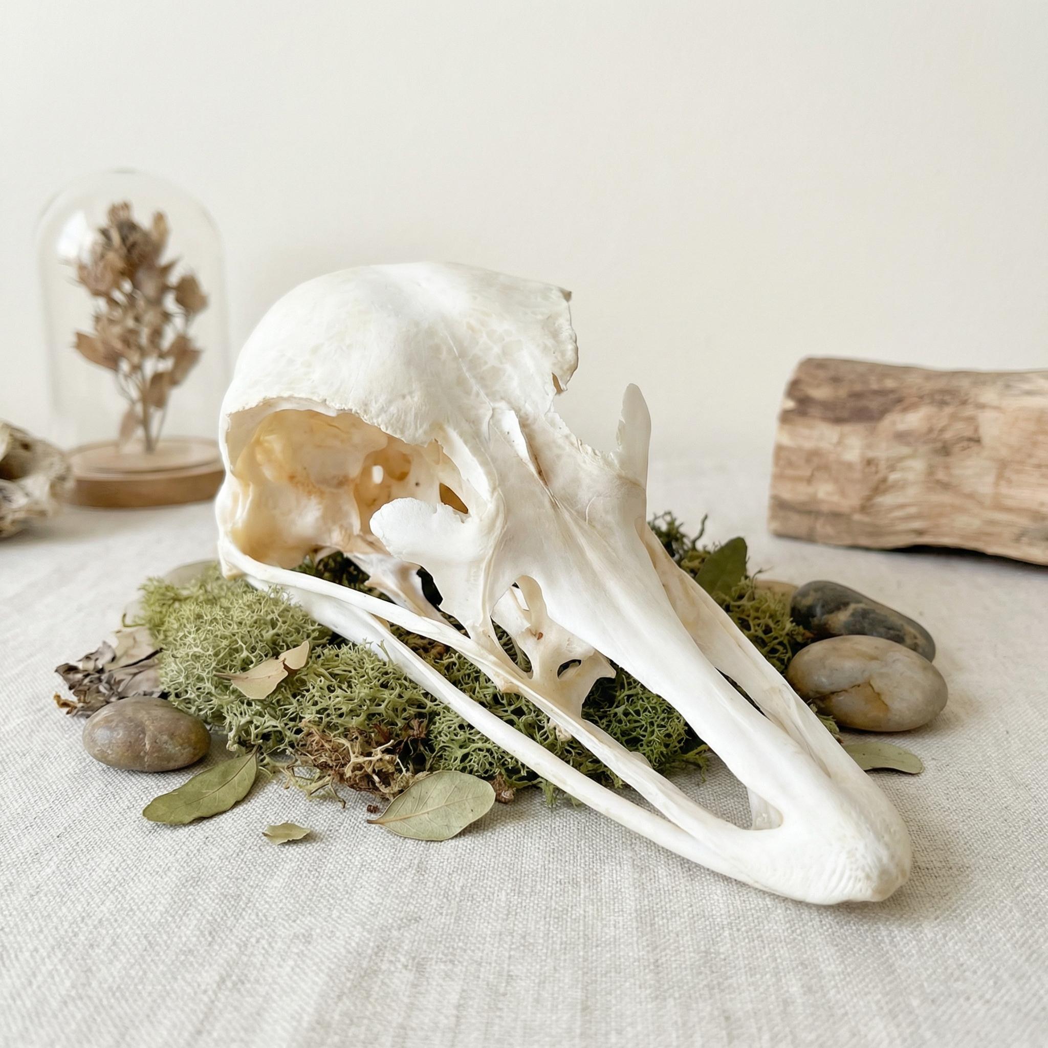 Ostrich skull - Etsy 日本