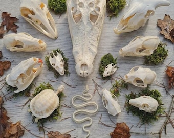 Taxidermia de cráneos y huesos de animales reales - Rarezas, especímenes decorativos, referencia artística para la educación - Obtenido éticamente