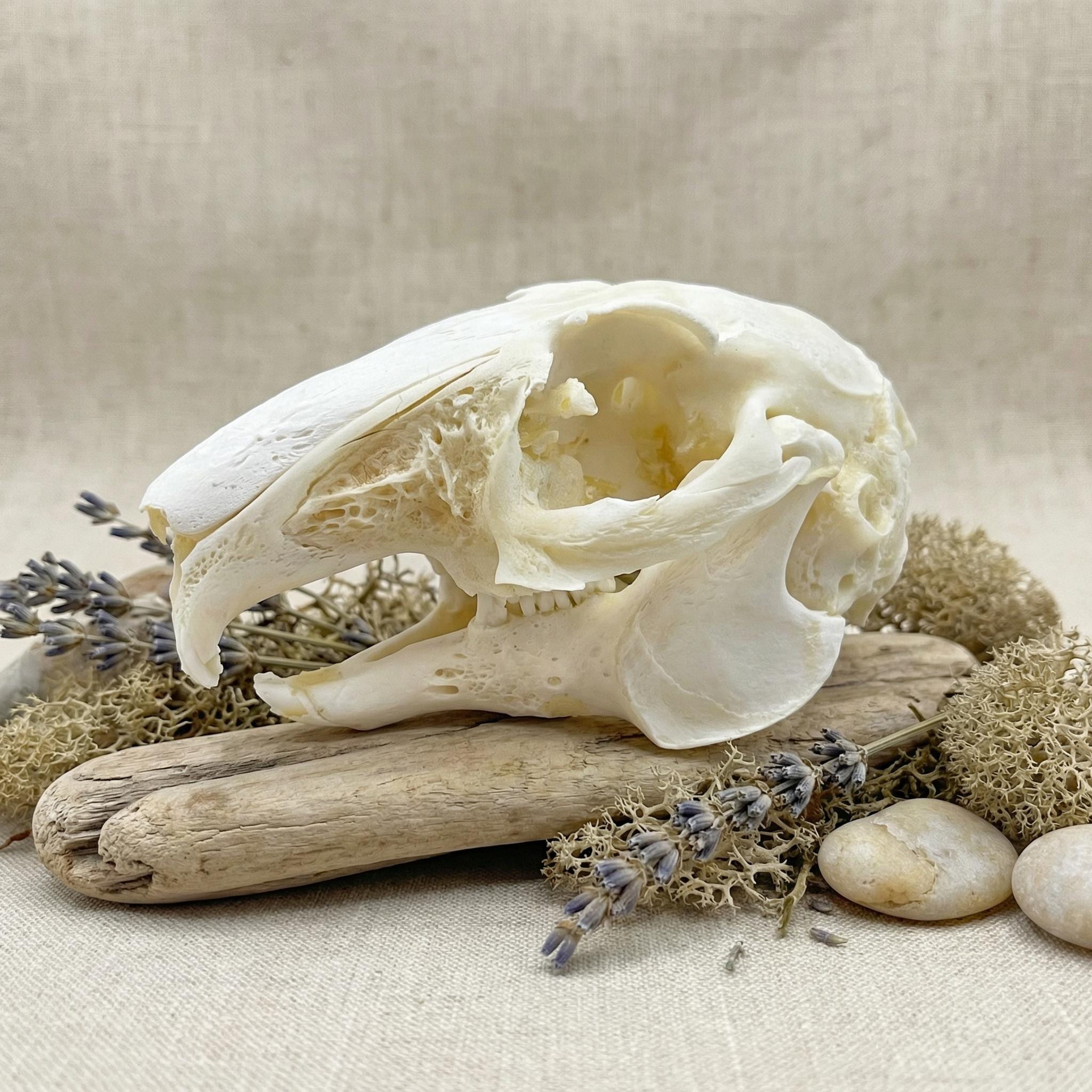 ウサギの頭蓋骨 - Etsy 日本