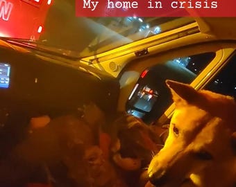 May include: A tan dog sits inside a vehicle at night, illuminated by orange light. Text overlays read: Life right now. My home in crisis. A red emergency vehicle with white lights is visible through the windshield in the background.