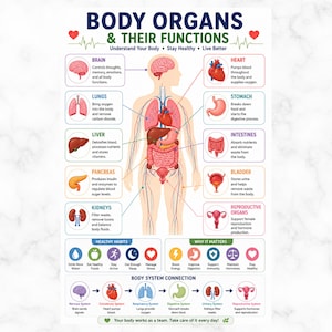 Puede incluir: Un póster educativo titulado BODY ORGANS & THEIR FUNCTIONS que presenta una silueta humana central con órganos etiquetados, incluyendo el cerebro, corazón, pulmones, estómago, hígado, intestinos, páncreas, vejiga, riñones y órganos reproductores.